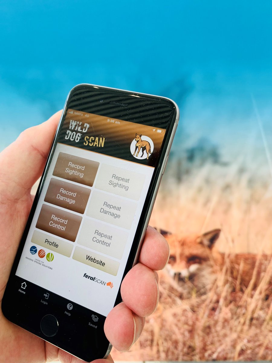 CentreInvasives's tweet photo. Did you know that you can help to keep a record of wild dog activity around Australia, including sightings, attacks and baiting on trapping activity?
Learn about WildDogScan here: https://t.co/wXIIowrQkp
#wilddog #wilddogcontrol #wilddogscan #invasivespecies https://t.co/qXMYCdpKjM