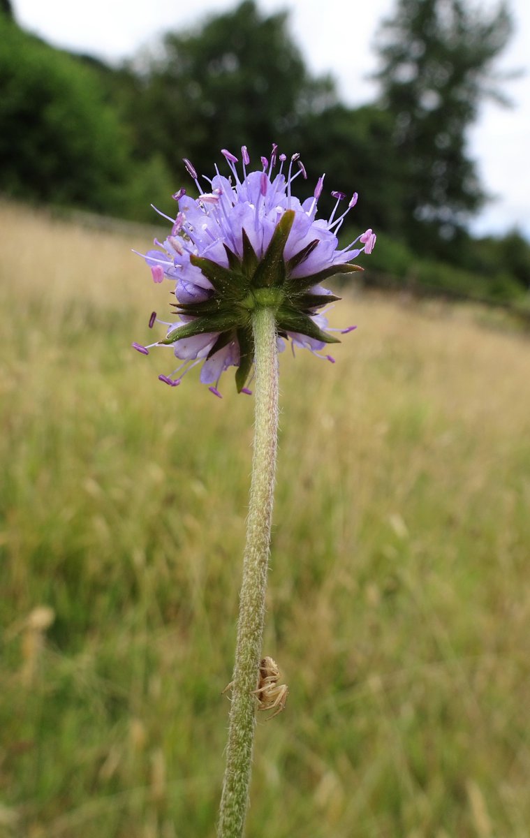 Tufters1's tweet photo. Looks like I disturbed a #Spider heading up the stem for a small fly snack 🕷🦟 #WildWebsWednesday #Devilsbitscabious #wildflowers https://t.co/SYvGNYatwn