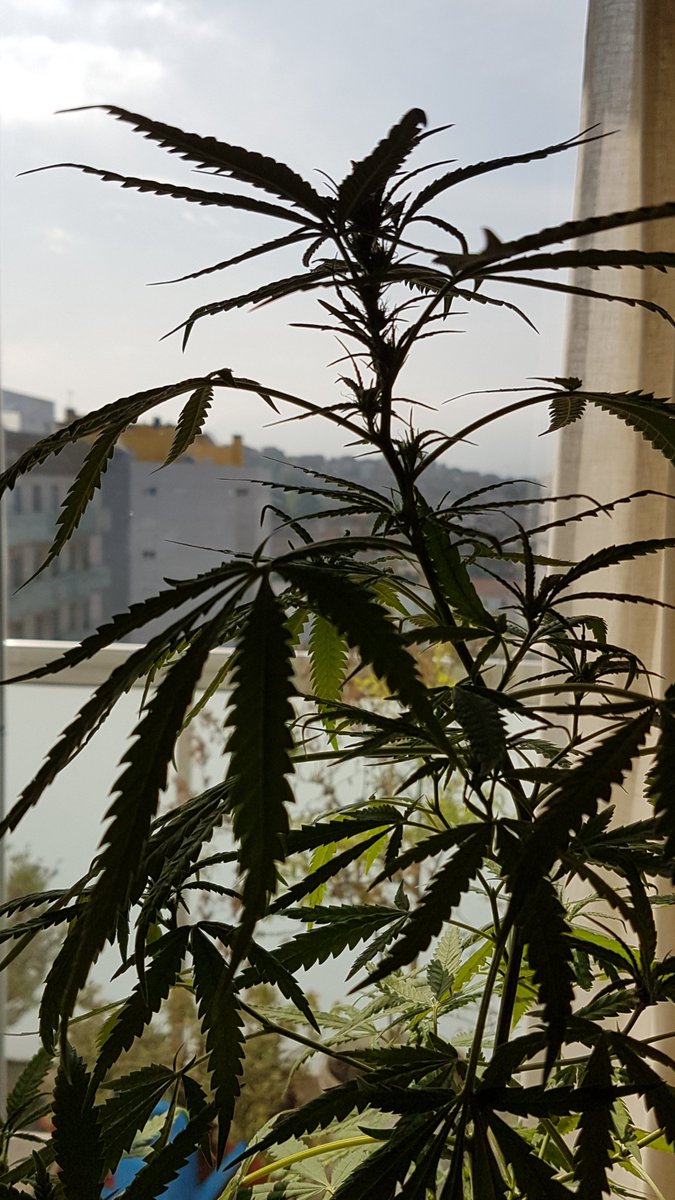Apez140's tweet photo. @Sophie_MJ @AdrycManellson @PhiloSeeds @AlchimiaGrow @ProXL_Spain @HempCropEs Buenos sean Sofía Querida.
Día luminoso y la #LemonOgCandy de @AdrycManellson jugando por el salón, ya se pasó a los #Longboard, este un #MundakaSkate #OriginalDesign to #AdrycsCove Preciosa e indicios de #Flor.
#NorteVrsSur
Abrazos y Besos van y reparte con @RaulSantos1981..🧚♂️😎 https://t.co/OHjxRPRf1m