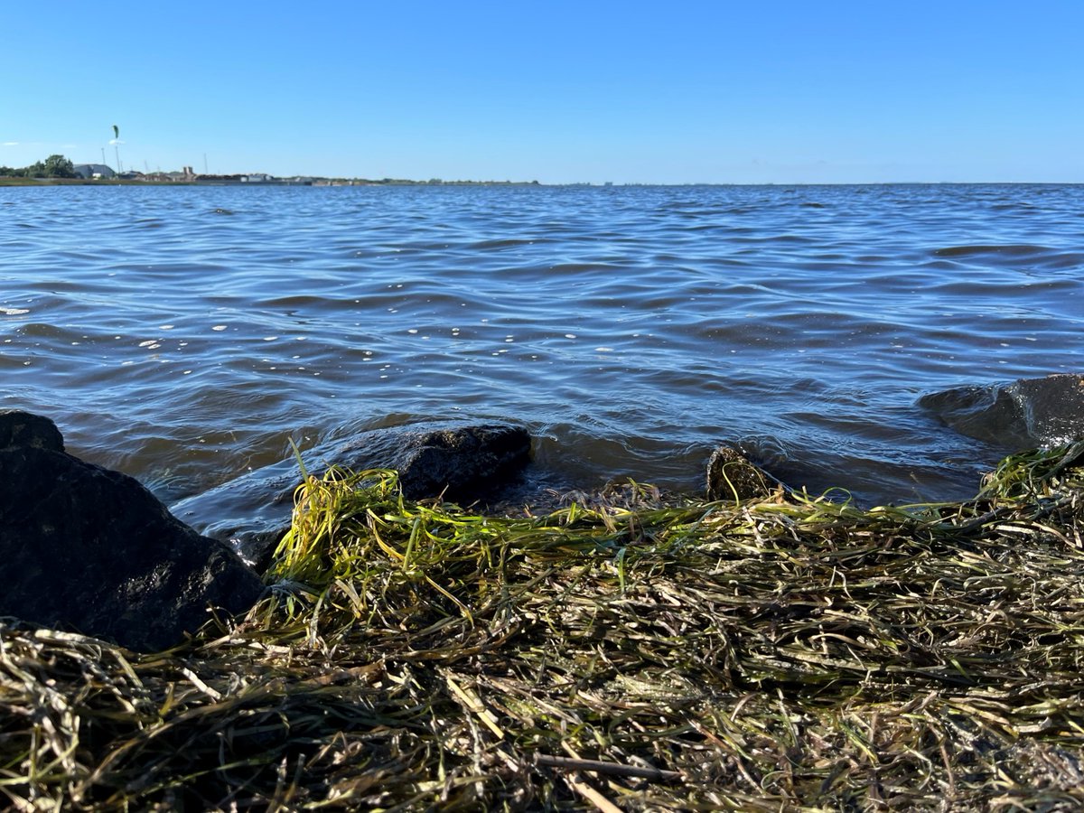 Yesterday at the <a href="/VASAB_org/">VASAB</a> #YoungPlanners Summer School 2022 <a href="/uni_greifswald/">Uni Greifswald</a>, we got up close to the marine and coastal environment. Thanks @miamynta for making us see seagrass in a new and exciting light!