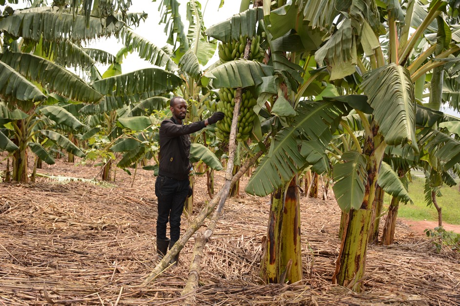 MumararunguDia1's tweet photo. African farmer holding banana bunch.  With the help of scientists to set #create banana hybrids to raise yields https://t.co/I62x5DVwGi
