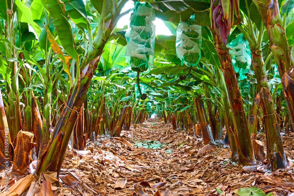 MumararunguDia1's tweet photo. African farmer holding banana bunch.  With the help of scientists to set #create banana hybrids to raise yields https://t.co/I62x5DVwGi