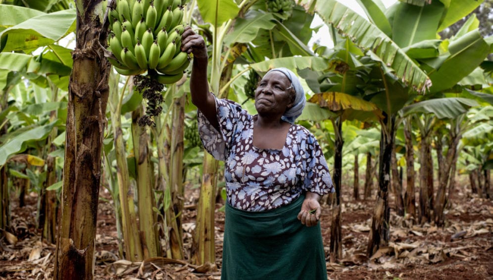 MumararunguDia1's tweet photo. African farmer holding banana bunch.  With the help of scientists to set #create banana hybrids to raise yields https://t.co/I62x5DVwGi