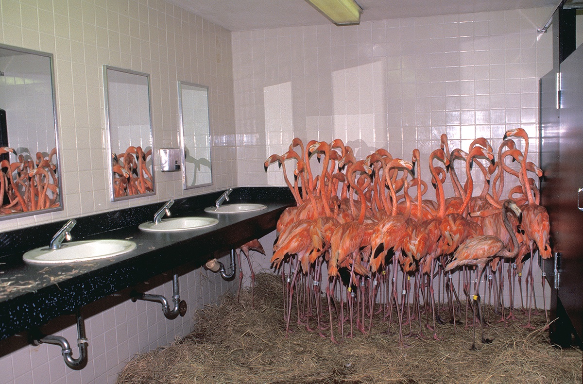 Of the countless images I have captured in my life, none is more iconic than this one. I can't believe it has been 30 years since Hurricane Andrew devastated South Florida. I'll never forget capturing this image of the zoos flamingos huddled in the ladies restroom for protection.