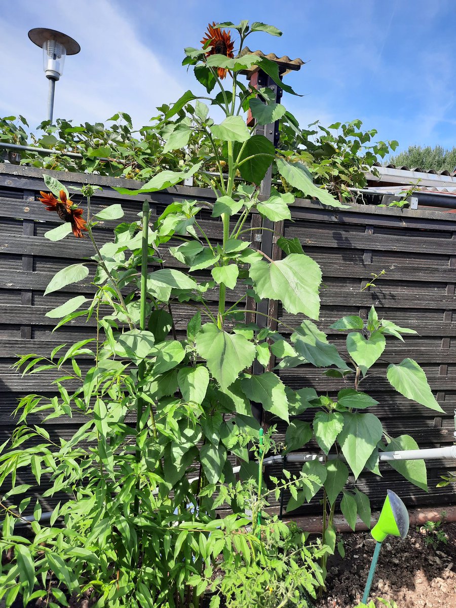 Schon 2,50 m. hoch, mal sehen wie hoch sie noch wird
