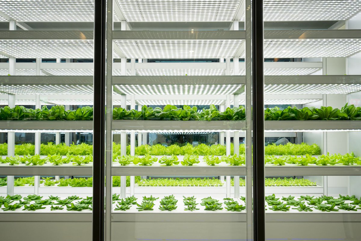lightenginetech's tweet photo. By 2050, we will need to produce 60% more food for the population. #LightEngine has invented specialized lighting solutions for #verticalfarms. We pledge to increase yield, lowering cultivation costs, overcoming seasonal constraints through vertical integration. https://t.co/2QzOhrwxiU