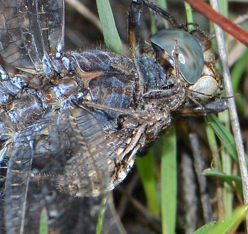 A Keeled Skimmer meets a gruesome end in the grip of a Heath Assassin Bug (Coranus subapterus) @NatPhotoLtd @NatureTTL #TwitterNatureCommunity #TwitterNaturePhotography