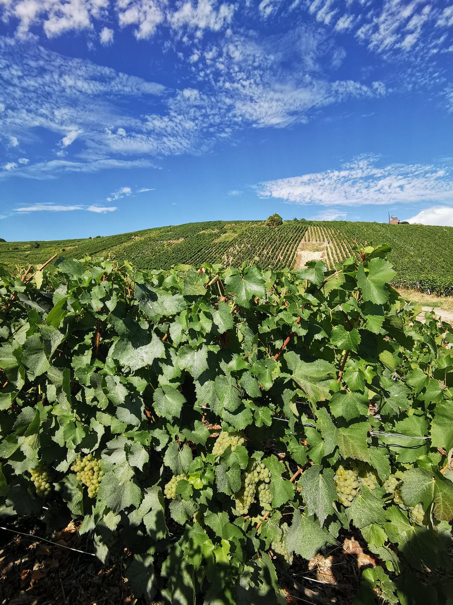 ChampagneTexier's tweet photo. Chardonnay Verzenay 🤯😍 https://t.co/g30asBHHOO