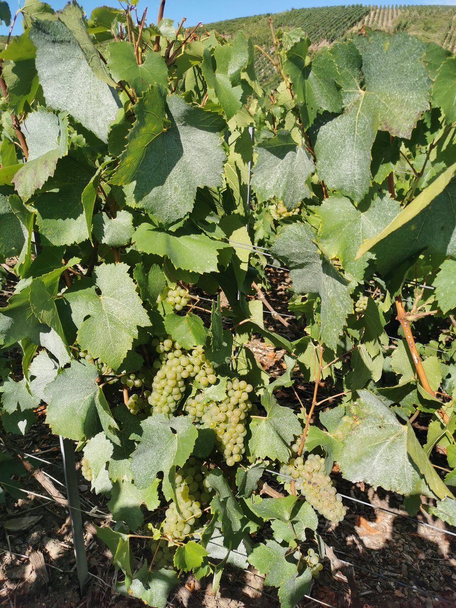 ChampagneTexier's tweet photo. Chardonnay Verzenay 🤯😍 https://t.co/g30asBHHOO