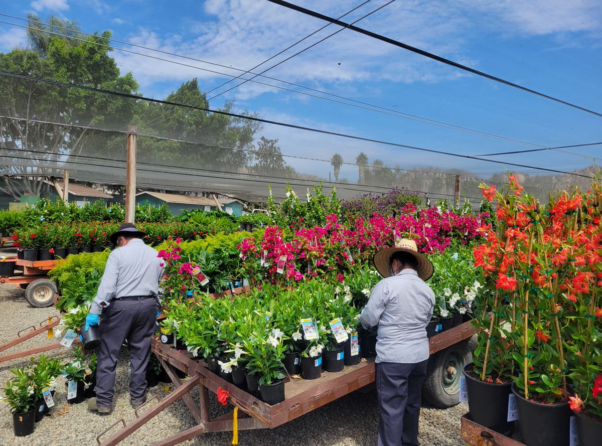 Master Nursery® Garden Centers (@master_nursery) on Twitter photo Mary Henderson toured the <a href="/everdegrowers/">Everde Growers</a> Fallbrook, CA Farm with Dave Hill and saw beautiful patio ready plants for your garden center. everde.com Mary Henderson toured the <a href="/everdegrowers/">Everde Growers</a> Fallbrook, CA Farm with Dave Hill and saw beautiful patio ready plants for your garden center. everde.com