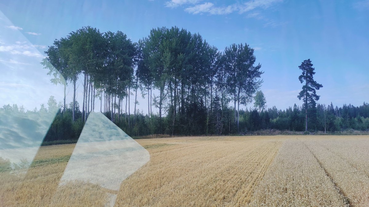 Toivoisin etteivät jättöpuut olisi aivan pellon reunalla. Puut varjostavat ja vievät veden viljelyskasvilta. 👩‍🌾🌳🌳 Veisitkö @SVornanen viestiä eteenpäin 😊