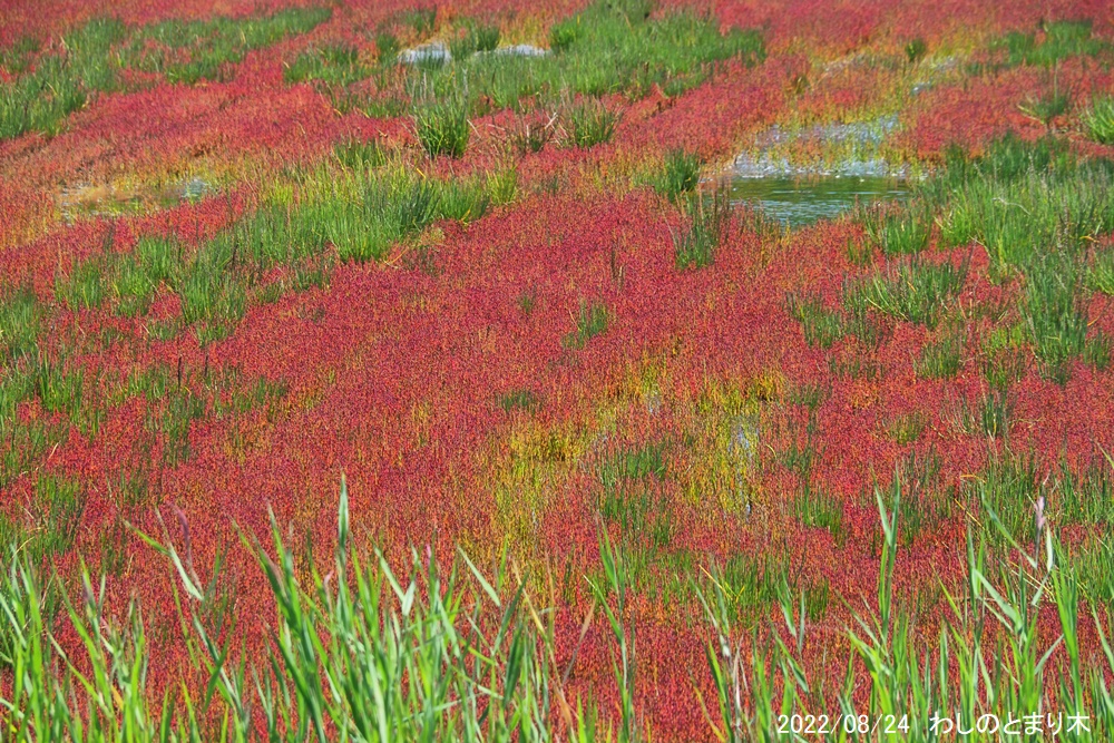 網走自然ガイド 旅人の宿 わしのとまり木 能取湖畔卯原内のサンゴ草 今日の様子です 順調に赤みを増してきています いつも通りあと10日くらいで見頃になりそうですね ピークは9月中旬くらいかな 網走 サンゴ草 アッケシソウ 能取湖 T