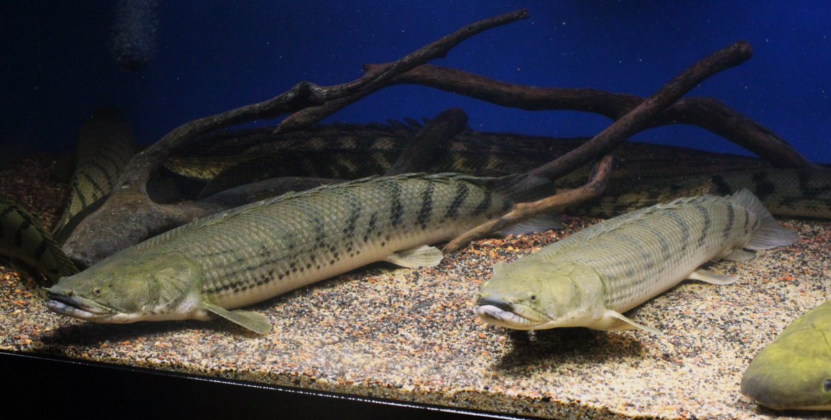 AncientHao's tweet photo. #polypterus #bichir #congicus https://t.co/GWbvDS7iT4