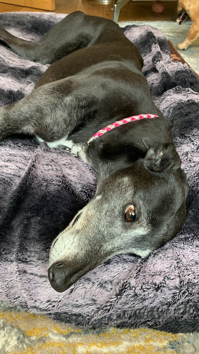 Drumbledore 🥁 tweet media