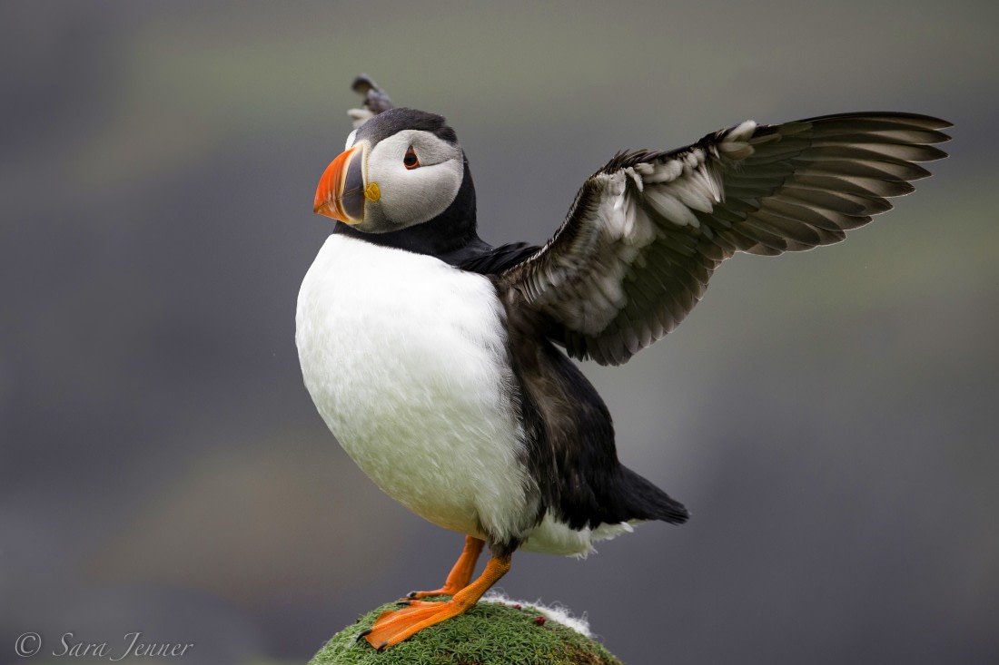 Puffin picture