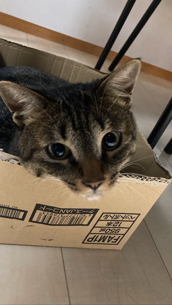 shippo0108's tweet photo. 段ボールの中が好きで何が悪い😼
#猫がいる暮らし 
#ねこ 
#猫好きさんと繫がりたい https://t.co/BbYCPgbol0