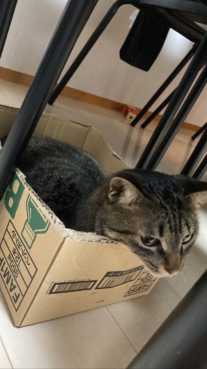 shippo0108's tweet photo. 段ボールの中が好きで何が悪い😼
#猫がいる暮らし 
#ねこ 
#猫好きさんと繫がりたい https://t.co/BbYCPgbol0