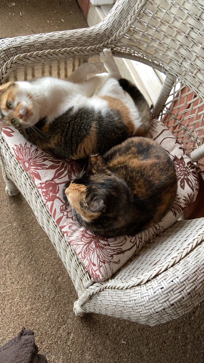 FScbits's tweet photo. So here is a picture of two of my three cats. https://t.co/6XomXQFCdf