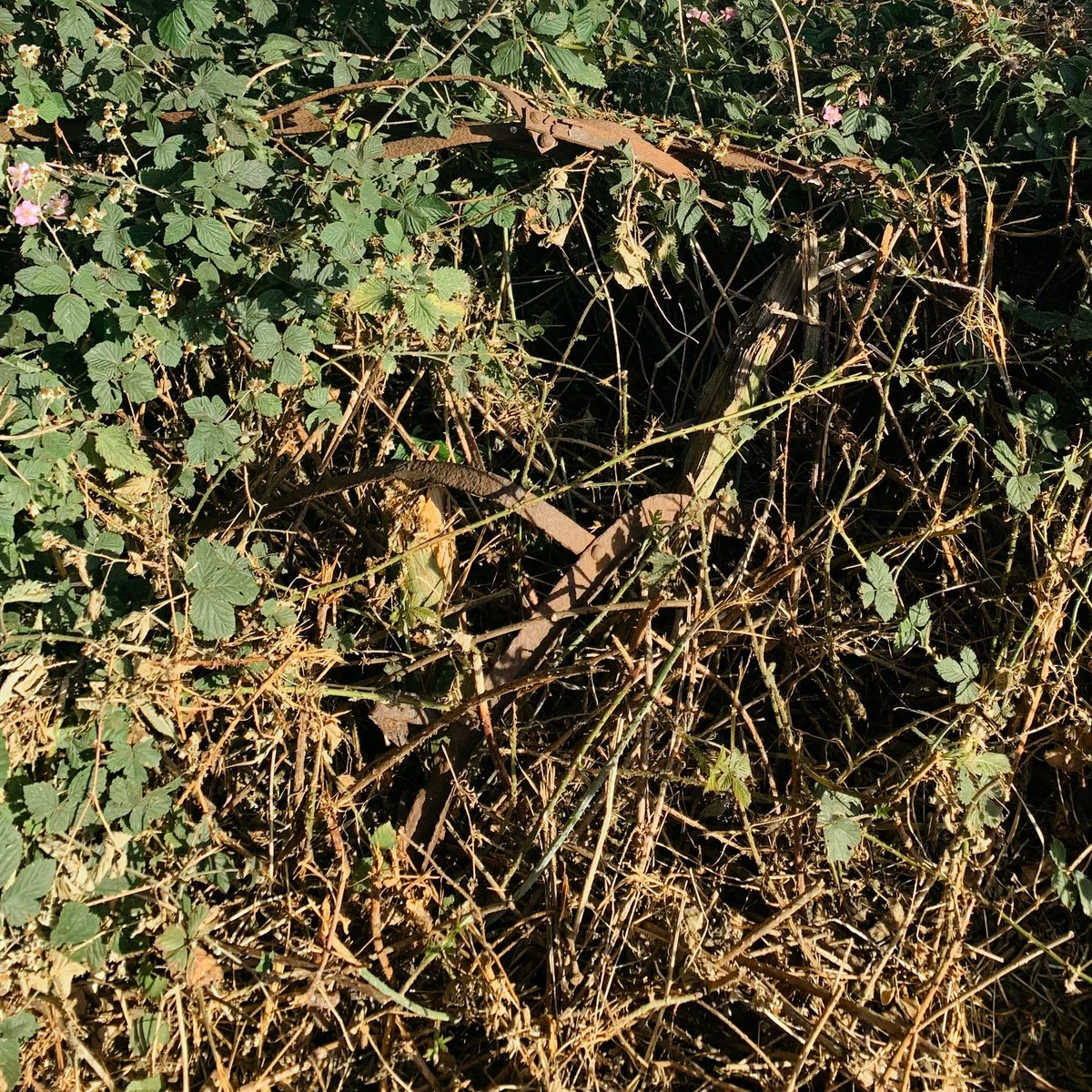 liminalnarrate's tweet photo. Bramble consumes iron. Always. https://t.co/ch3LSSWOIP