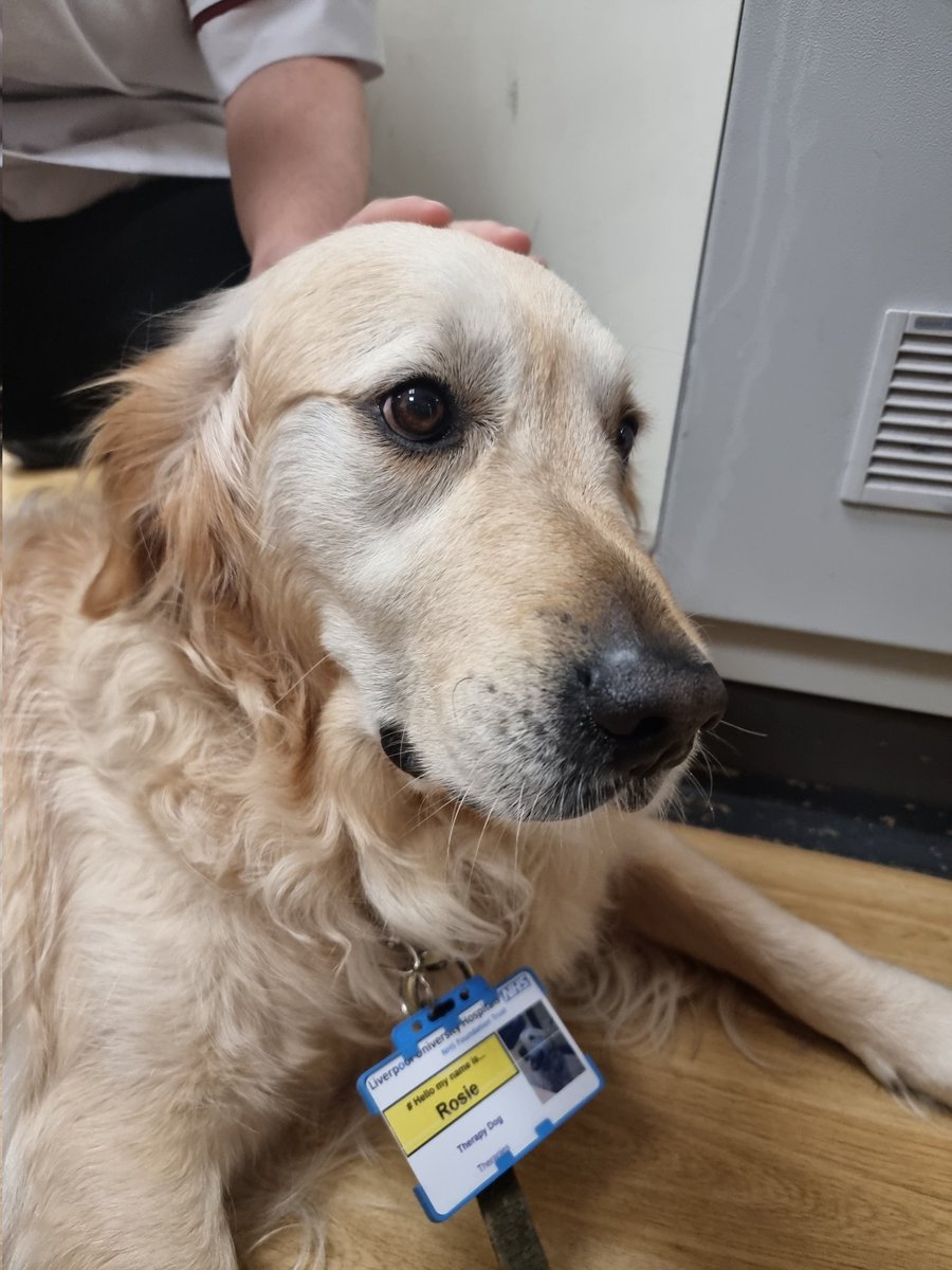 RadMannion's tweet photo. Rosie is the Aintree Hospital therapy dog who visits us Monday, Wednesday and Fridays. She works hard at her job and is enjoying the air conditioning in CT whilst taking a hard-earned break 🦴🦴#therapydog #dogswithjobs  @LivHospitals https://t.co/mjnMFRJPGC