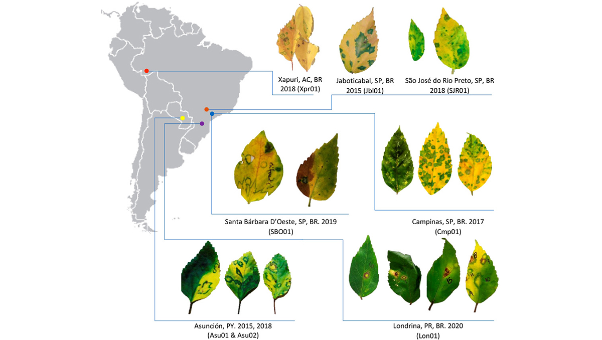 British Society for Plant Pathology on Twitter "First report of