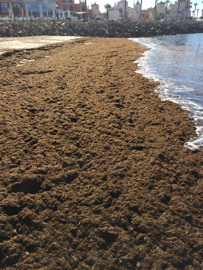 Daniel González-Fernández (@litrivus) on Twitter photo not nice news in our coastal areas - invasive seaweed d138.uca.es/noticia/presen…
#bahiadecadiz #invasivespecies #rugulopteryxokamurae
(news provide by colleagues from our department d138.uca.es)
<a href="/univcadiz/">Universidad de Cádiz</a> not nice news in our coastal areas - invasive seaweed d138.uca.es/noticia/presen…
#bahiadecadiz #invasivespecies #rugulopteryxokamurae
(news provide by colleagues from our department d138.uca.es)
<a href="/univcadiz/">Universidad de Cádiz</a>