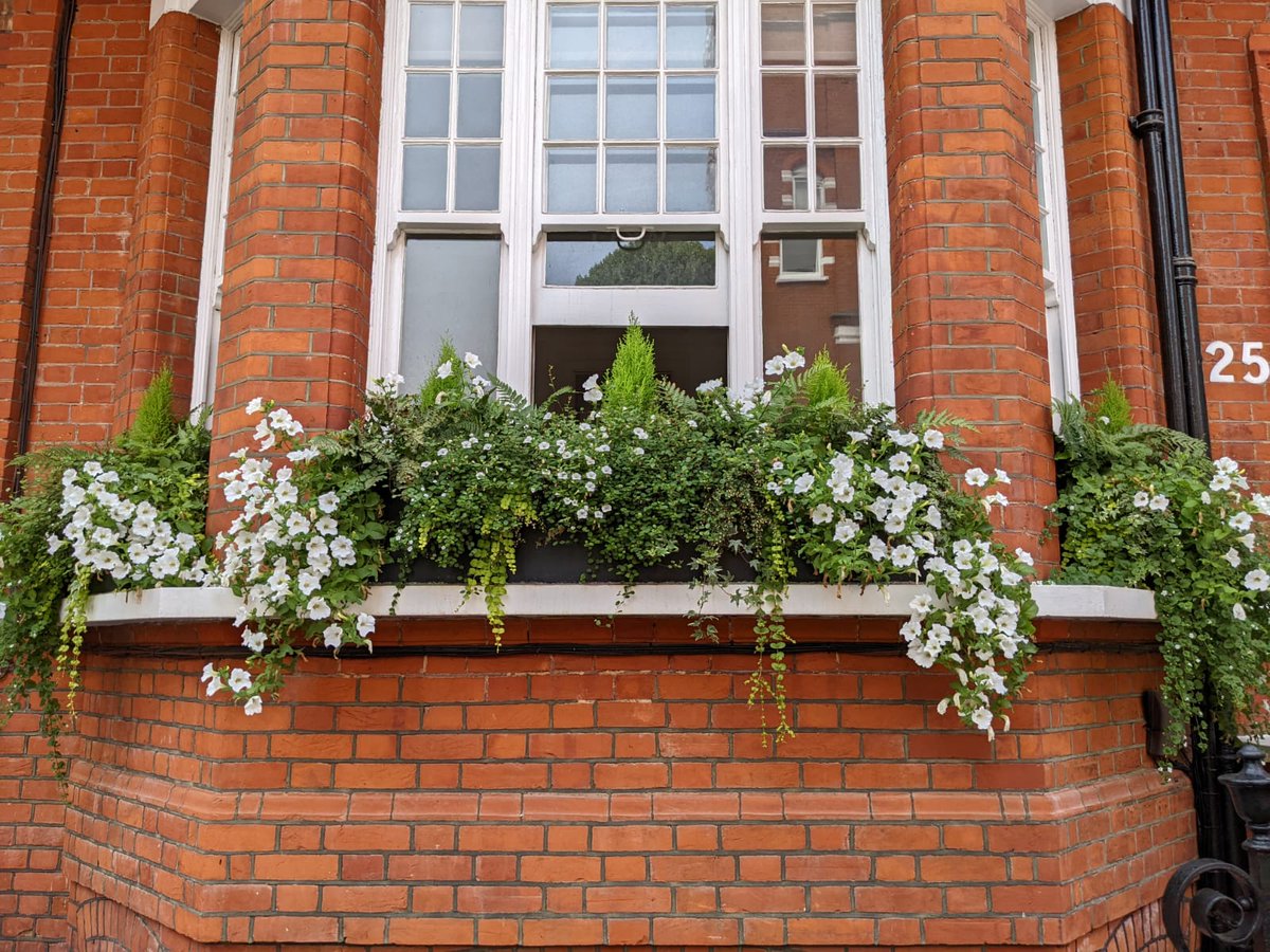 living_windows's tweet photo. Is this not the most beautiful welcome home? πΏ
Joy at the windows!
Have you considered our #windowbox membership?
#windowboxwednesday #windowboxesofinstagram #windowboxgarden #windowboxgoals #prettylondon #londoner #londonlife #mylondonhome #londonhome #londonvictorianterrace https://t.co/OgqqJSnyoH