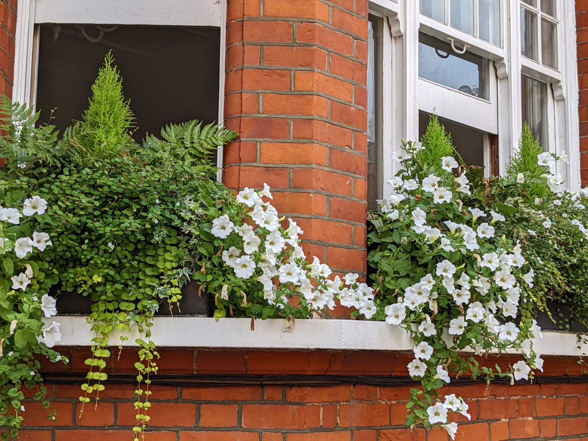 living_windows's tweet photo. Is this not the most beautiful welcome home? πΏ
Joy at the windows!
Have you considered our #windowbox membership?
#windowboxwednesday #windowboxesofinstagram #windowboxgarden #windowboxgoals #prettylondon #londoner #londonlife #mylondonhome #londonhome #londonvictorianterrace https://t.co/OgqqJSnyoH