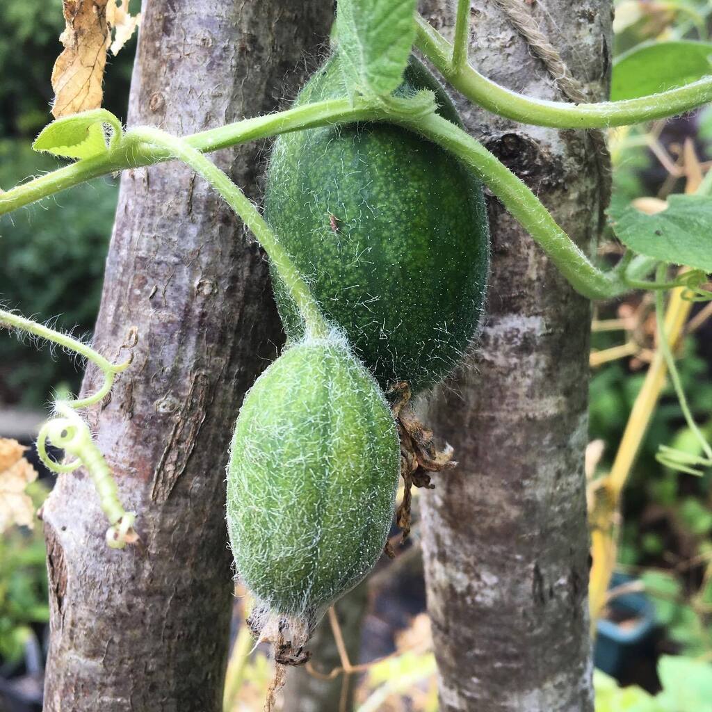 Rhizowen's tweet photo. Battle of the bulge: chi bao (Thladiantha dubia) is a #dioecious cucurbit. I hand pollinated the female flowers and it seems to have worked. It looks like the larger fruit is swelling at the expense of the smaller one, however. Nature can be cruel. When … https://t.co/tSNn4lxYFt https://t.co/x8obOKSiKH
