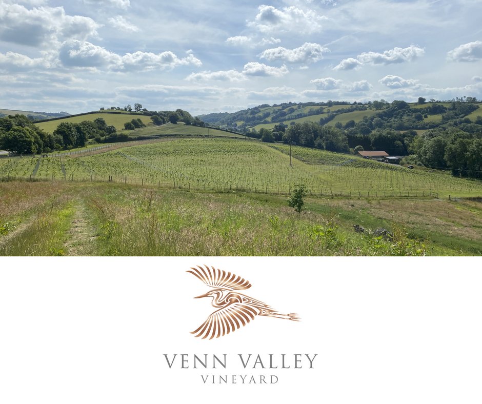 VennValley's tweet photo. All is looking fabulous at the Vineyard! It takes a bit of rain and a nice bit of sunshine! 🌞
#vineyard #englishwine #devonvineyard #northdevon #devon https://t.co/pGhZvSOGp8