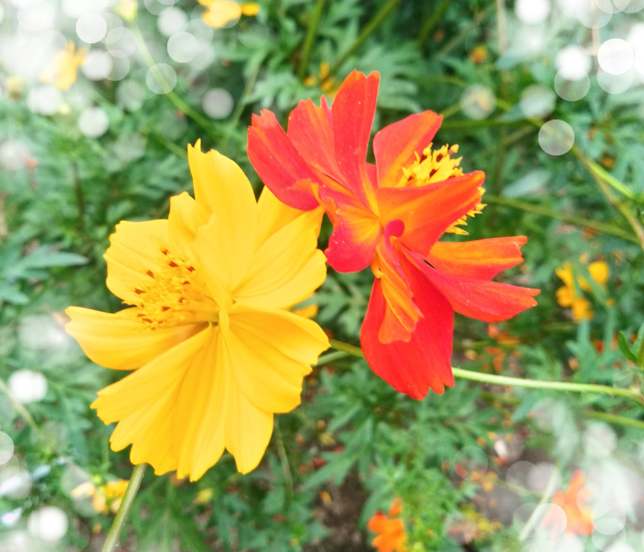 しゅみ花 午後から雨で庭に出られず 過去写真のランタナ キバナコスモス ちっとも花が咲かないハイビスカスです ガーデニング T Co Bn3u4ebbdp Twitter