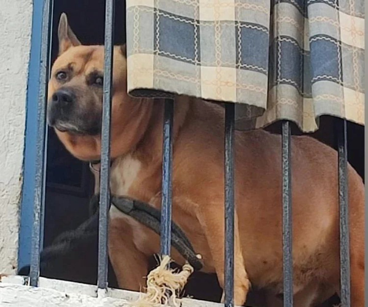 #CASTELLÓN
#AQUILES tiene 13 años. Un día fue un perro deseado, pero eso terminó. Ahora vive encerrado y atado en una  habitación, o en un balcón, las 24h del día, sin salir a la calle, a veces sin tener agua, y con sobras de comida...

SEGUIMOS EN COMENTARIOS 👇👇👇