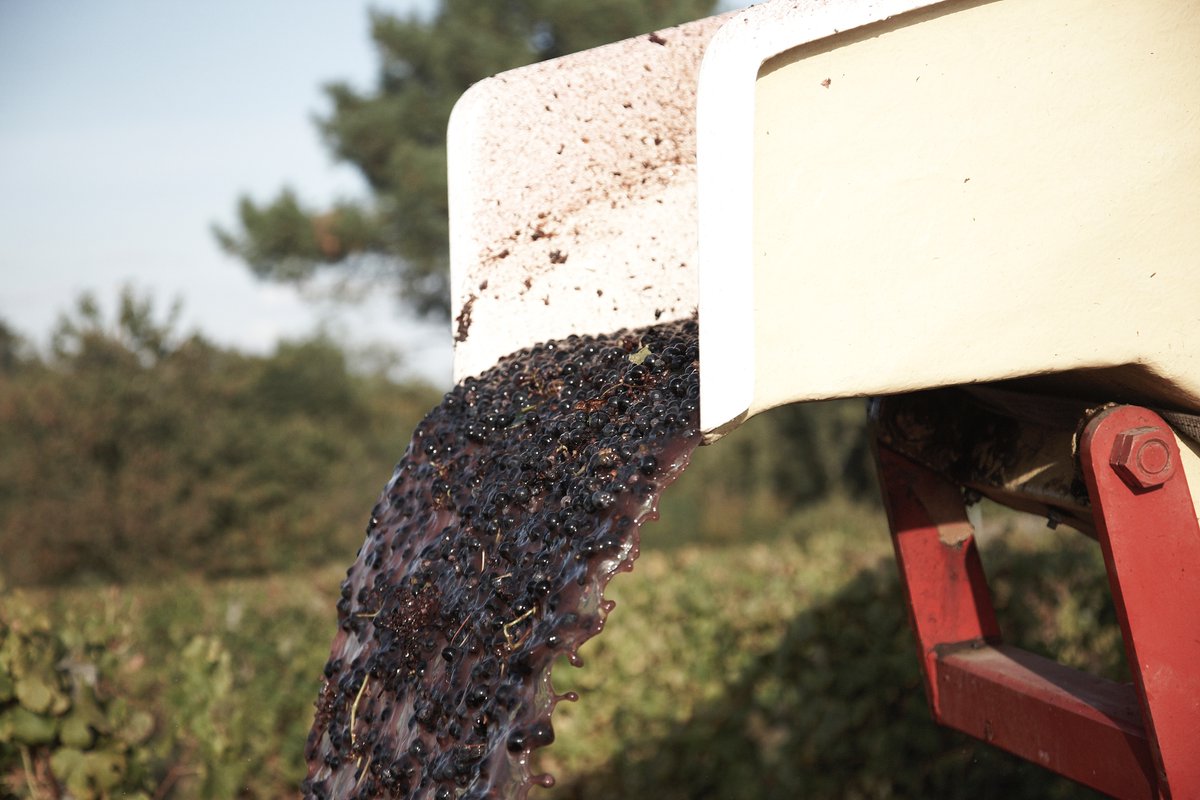 CadillacCotesBx's tweet photo. [VENDANGES]

C'est l'heure des vendanges ! 

Il est temps d'envoyer un maximum de force à nos amis vendangeurs ! 🍇

Une période dure physiquement mais si importante ! 😊 https://t.co/2pfdQ9knuk