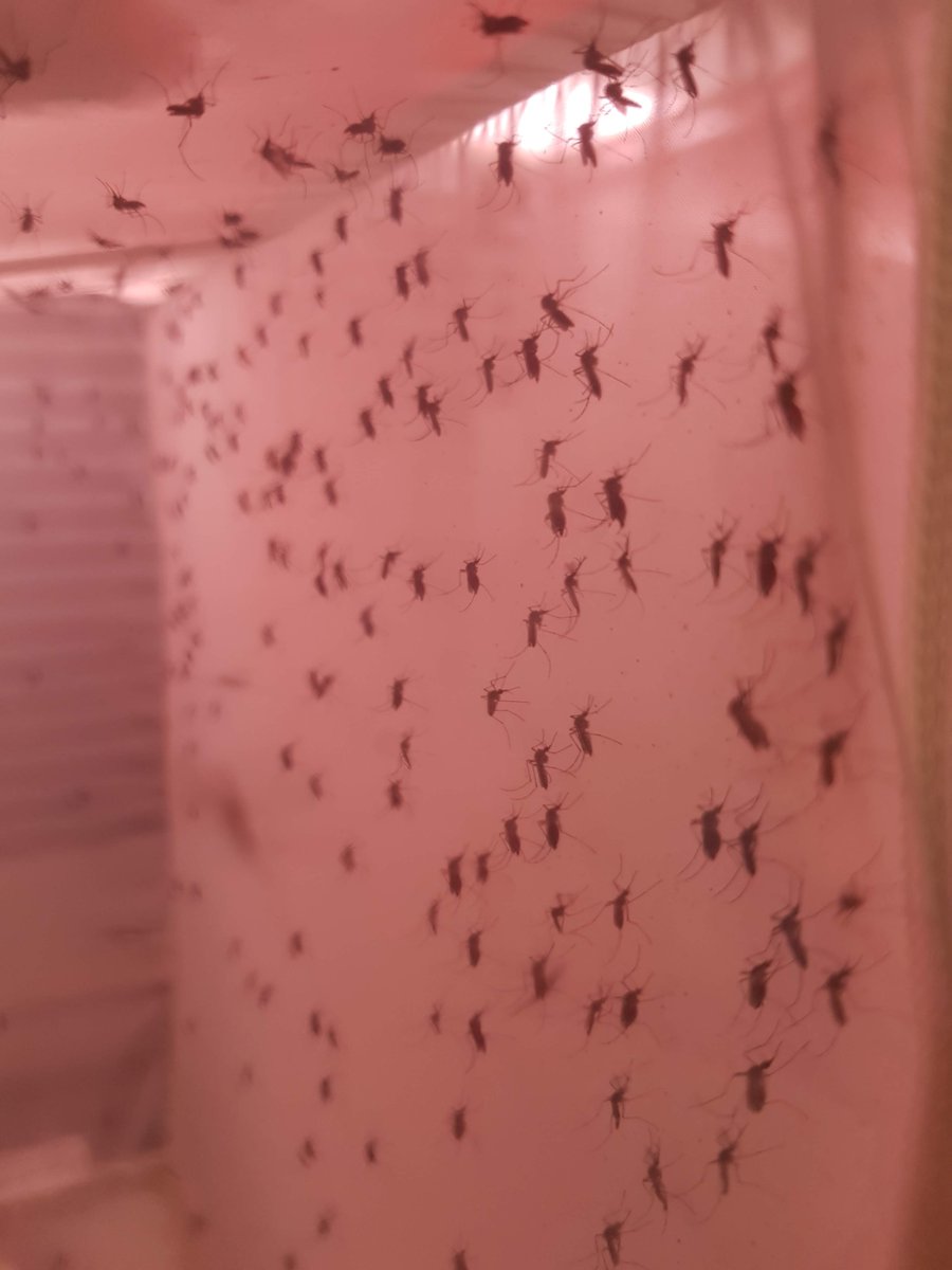 Rich Halfpenny 💙 (@richhalfpenny) on Twitter photo Did you know? I've been curating a list of publications mosquito borne disease and distributions? Each week I evaluate new articles shortlisted for me by biomed.news and pick out what fascinates me. biomed.news/bims-mosdis 133 weeks worth! @StaffsUni <a href="/SUBioscience/">StaffsUni Bioscience</a> Did you know? I've been curating a list of publications mosquito borne disease and distributions? Each week I evaluate new articles shortlisted for me by biomed.news and pick out what fascinates me. biomed.news/bims-mosdis 133 weeks worth! @StaffsUni <a href="/SUBioscience/">StaffsUni Bioscience</a>