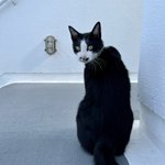 ツイートに含まれる画像