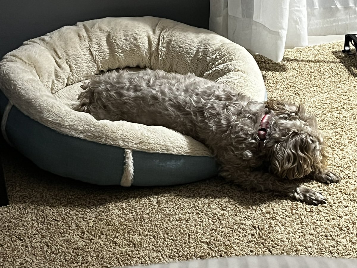 This is the energy I’m feeling on the third day of classes. Tomorrow is another day. #highered #fallstartup #exhausted