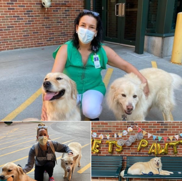 Addi_at_CMH's tweet photo. We invited our Pet Pals volunteer Amy and her dog Caymus to help greet staff at the #ChildrensMercy Adele Hall Campus yesterday! Milly joined in for some extra doggie love! #FacilityDogs https://t.co/anvbyT8zZ8 https://t.co/XRAZHNWbBF
