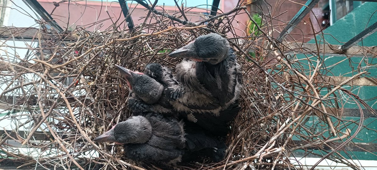 Ashishq's tweet photo. 3 baby crows outside our window ! Cozy ... https://t.co/LaLiYPFp9q