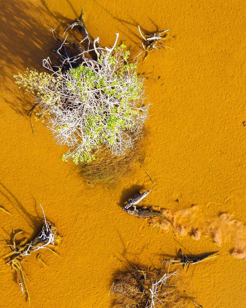 Arrastrando a su presa. Cocodrilo de pantano.
.
.
.
#natgeoyourshot #yourshotphotographer #tufotonatgeo #dronephotography #droneshots #djiglobal #djicreator #djimexico #soydjimexico #visityucatan #yucatanturismo #yucatanescolor #365díasenYucatán instagr.am/p/ChpXqbLgK9Y/