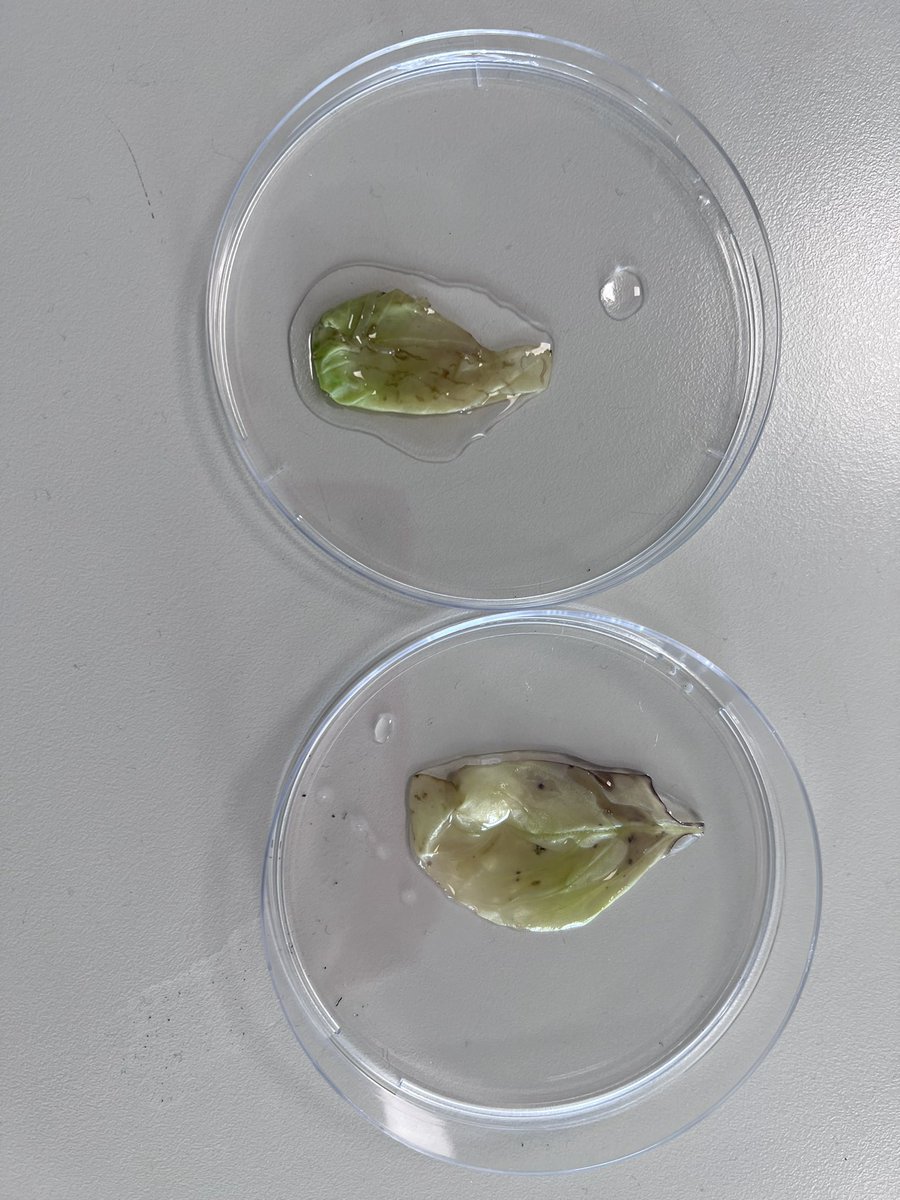 drstein_bio's tweet photo. Some fab work from Nat 5 today investigating limiting factors on photosynthesis by testing a leaf for starch after plants have been in light and dark conditions. #nat5biology #phosynthesis #limitingfactors https://t.co/WrZAVUFCGQ