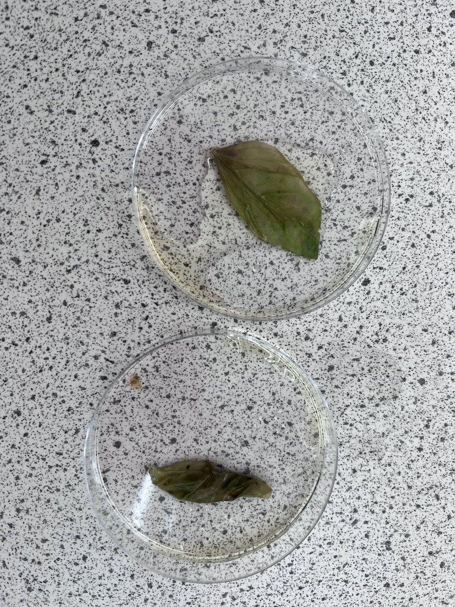 drstein_bio's tweet photo. Some fab work from Nat 5 today investigating limiting factors on photosynthesis by testing a leaf for starch after plants have been in light and dark conditions. #nat5biology #phosynthesis #limitingfactors https://t.co/WrZAVUFCGQ