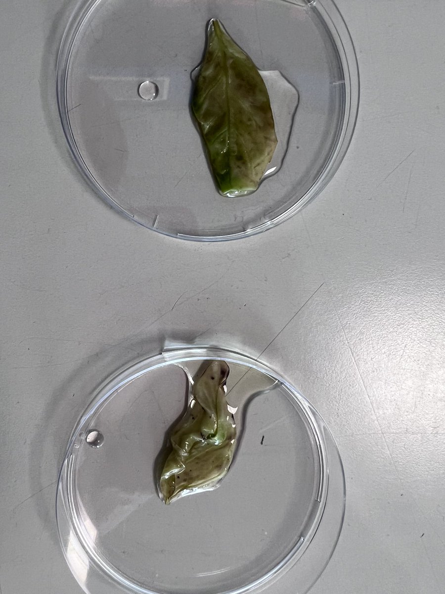 drstein_bio's tweet photo. Some fab work from Nat 5 today investigating limiting factors on photosynthesis by testing a leaf for starch after plants have been in light and dark conditions. #nat5biology #phosynthesis #limitingfactors https://t.co/WrZAVUFCGQ