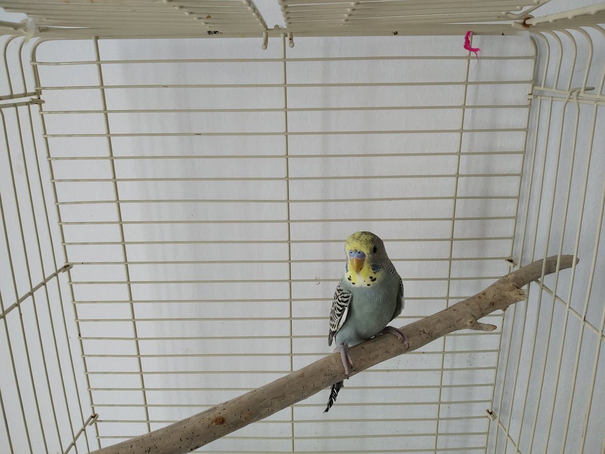 LokiandGara's tweet photo. We have a new family member 💕 Haru https://t.co/7ssew9DmgL