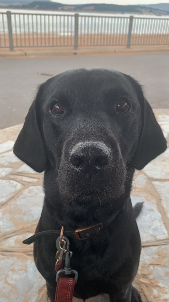 tedthelabrador's tweet photo. I’ve told Ted that ice cream season has finished now he’s sulking

if I get five retweets I will buy him a huge ice cream

Retweet’s for Ted https://t.co/zH1pKFgvD8