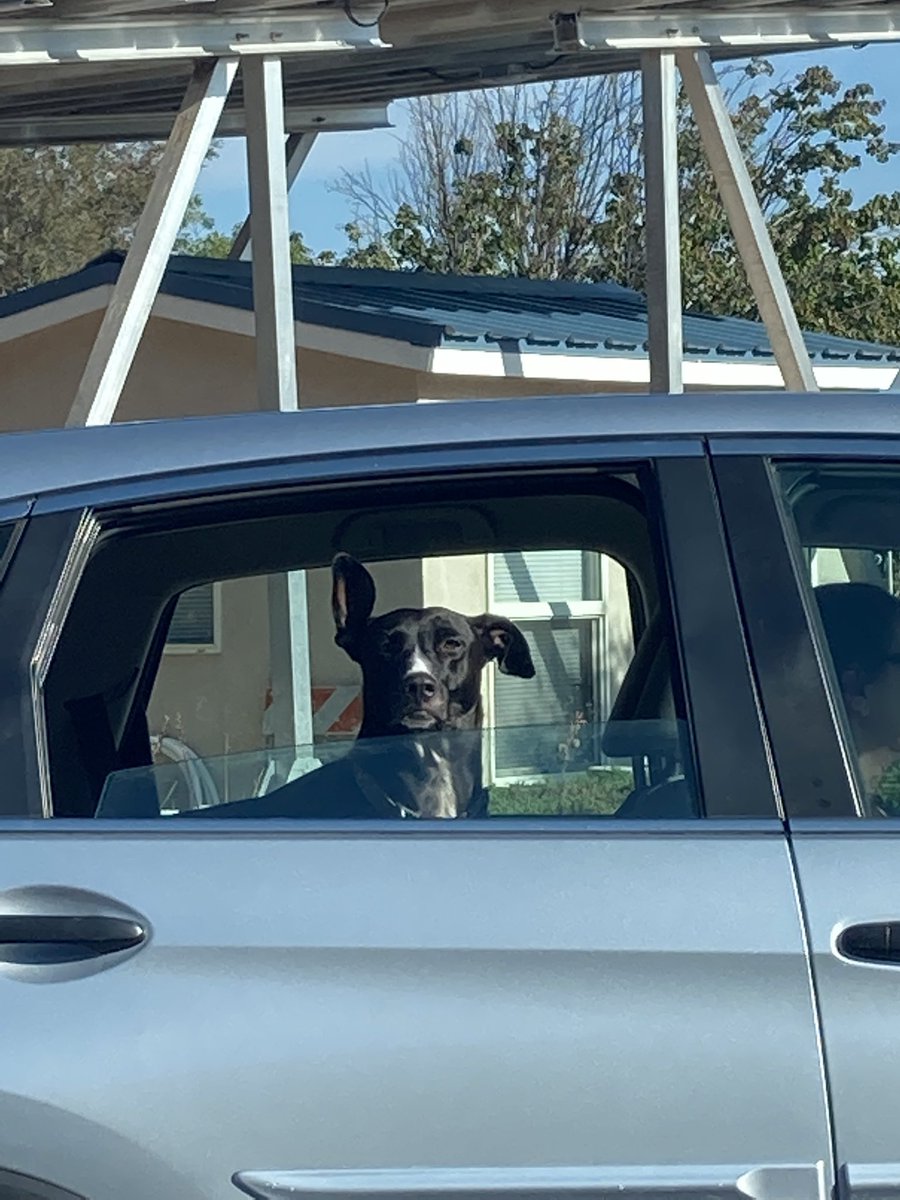 pptach's tweet photo. Prep drop off view #sandiaprep #doggo https://t.co/eefZL7aWTL