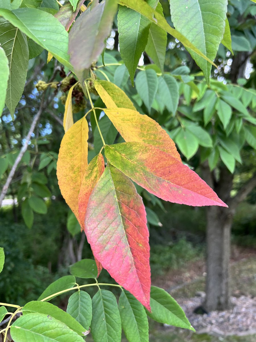 dblasphemy's tweet photo. My ash tree is ready for Fall 🍂 https://t.co/KZXEthAPM9