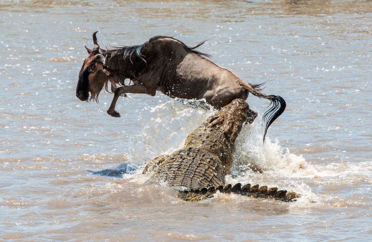 Adventureherot1's tweet photo. Watching the migration is a unique experience. As the wildebeest and zebra plan and then actually cross the river - some are attacked by crocodile, others by lions or cheetahs and some get stuck in the rocks in the river thereby being a sitting target for crocodiles. https://t.co/k7irT30J9o