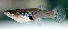 SERCinvasions's tweet photo. #InvaderABCs G is for Gambusia affinis! The Western Mosquitofish is a small livebearing fish found mostly in fresh and brackish waters. Their range extends from the Gulf coast and lower western Mississippi drainage to the Rio Grande. 📷Wikimedia https://t.co/JkJ6fAoGJt https://t.co/3STTIiMIuh