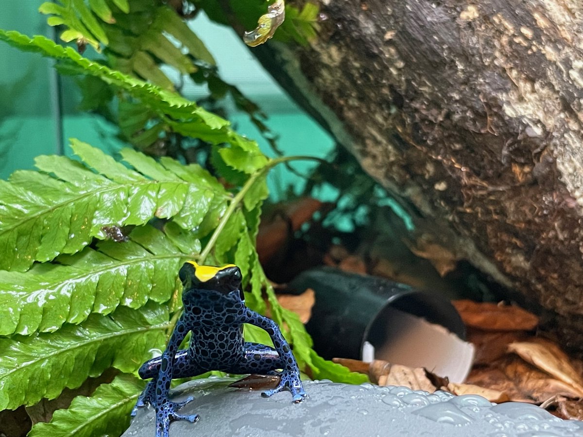 KLIVV Vienna (@klivvwien) on Twitter photo Exciting day at <a href="/KLIVVWien/">KLIVV Vienna</a> with the arrival of these colourful #poisonfrogs to the #RojasLab! 🐸🎉✨📸 Exciting day at <a href="/KLIVVWien/">KLIVV Vienna</a> with the arrival of these colourful #poisonfrogs to the #RojasLab! 🐸🎉✨📸