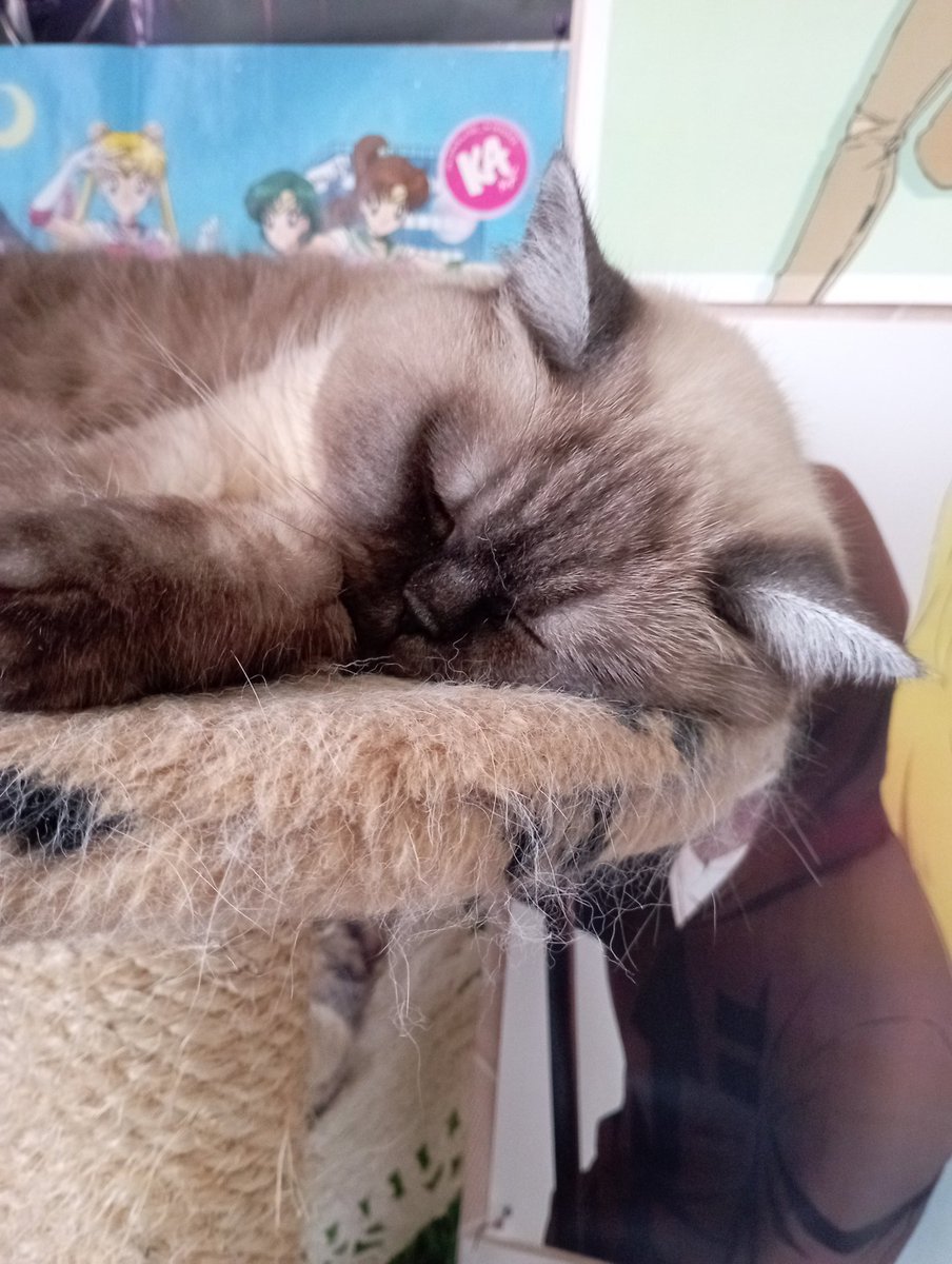 kyrisanners's tweet photo. почему бы и нет😼
#stayselcaday #SSD #straykids #sooni https://t.co/e5lVGbe7WN